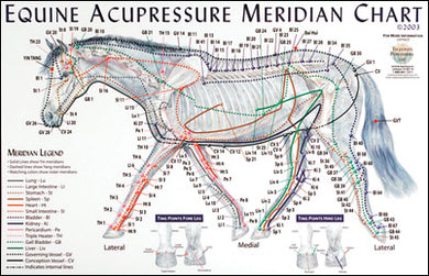 Equine Acupressure Meridian Chart